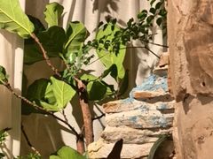 -叶叶菩提·晋福宫