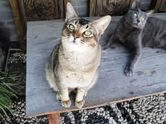 -喵屿·大理花园猫咖