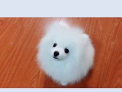 -艾贝尔宠物医院·狂犬免疫点(江山金象城店)