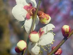 -白塘生态植物园