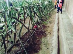 -万源龙顺度假庄园生态观光园