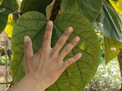 -广西壮族自治区药用植物园