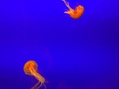 -上海海洋水族馆