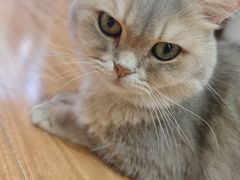 -MOCHA明星猫咖(田子坊店)