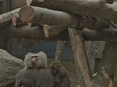 -成都动物园