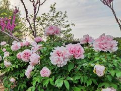 -上海辰山植物园