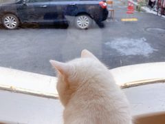 -More Fun猫咖 二十只万元加菲主题