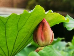 -陈家山荷花公园