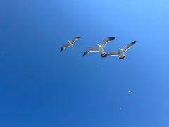 -大连天门山国家森林公园