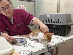 -伟伟宠物医院·瑞派猫友好医院·猫科(光谷店)