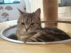 -楼上猫咖(罗湖店)