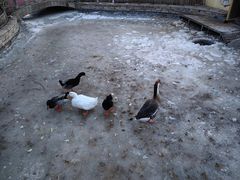 -南宫五洲植物乐园