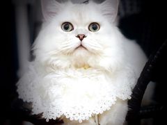 -欣宠猫屋·矮脚拿破仑·蓝金金渐层