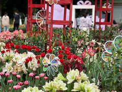 -深圳市中科院仙湖植物园