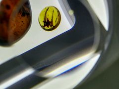 -上海昆虫博物馆