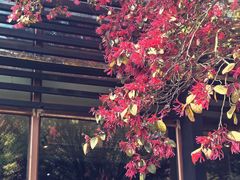 -荷风细雨·中国茶宴(碧云店)