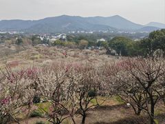-香雪海