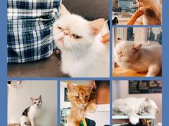 -Heymao猫咖.咖啡厅(东门店)