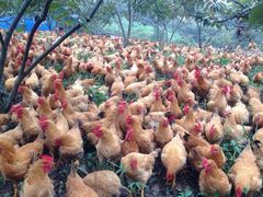 iphone_upload_pic-加顺农场餐厅