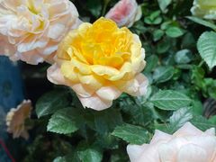 -溪岸路花鸟市场