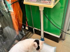 -瑞派动物医院·猫专科·至诚(江南中分院)