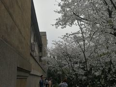 -武汉大学-樱园