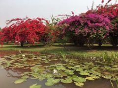 -中国科学院西双版纳热带植物园