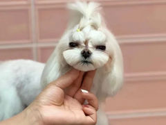 -FAELING PETS美天灵宠物(合生汇店)