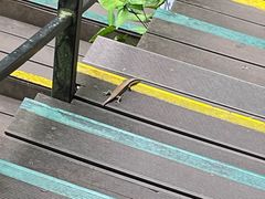 -呀诺达热带雨林