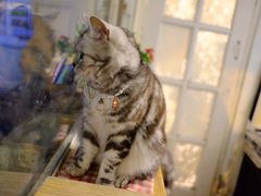 -海边的猫和咖啡馆