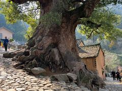 -杨家堂村