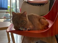 -纳吉亚猫专科动物医院博雅分院
