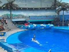 -海合安成都极地海洋公园