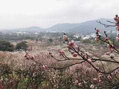 -香雪海