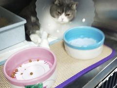 -北京恒爱动物医院(清景园分院)