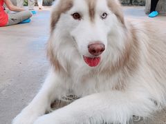 -TrueLove @ Neverland (Husky Cafe)