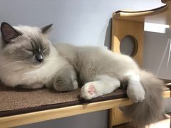 -Heymao猫咖.咖啡厅(东门店)