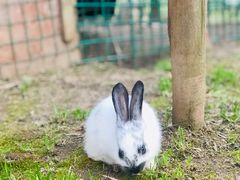 -明珠湖天鹅苑·农家菜馆