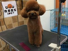 -我爱吾宠宠物美容院(朝阳路店)