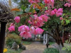 -莫愁湖公园