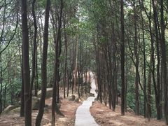 -火炉山森林公园