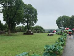 -荷塘月色湿地公园·向阳花洲