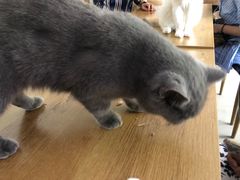 -平行世界·猫咖(首经贸店)