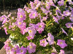 -上海鲜花港