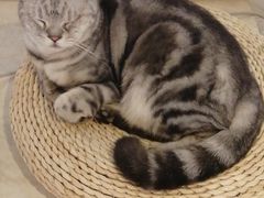 -Cappucimeow猫咪咖啡馆(韦伯时代店)