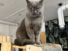 -平行世界·猫咖(首经贸店)