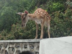 -大连森林动物园