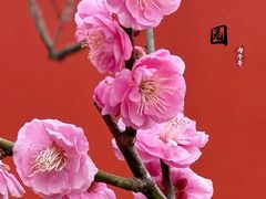 -无锡梅园公园