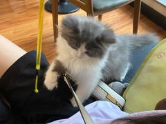 -猫爪屋猫咖(乐汇城店)