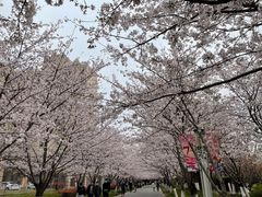 -高东镇樱花园